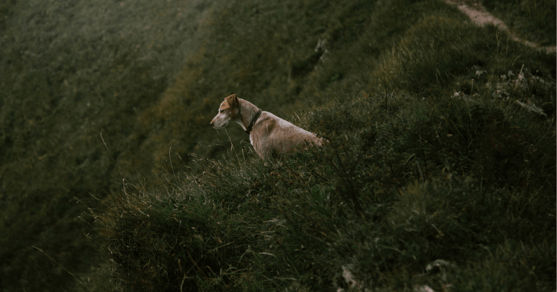 Early Signs of Joint Stiffness in Dogs Owners Should Watch For - Everwood Naturals