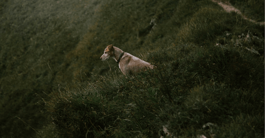 Early Signs of Joint Stiffness in Dogs Owners Should Watch For - Everwood Naturals