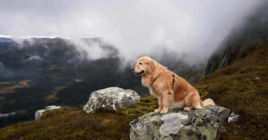 How Aging Affects a Dog’s Immune System and Mobility - Everwood Naturals