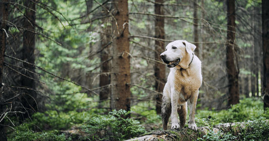 How Inflammation Affects Joint Comfort in Dogs - Everwood Naturals