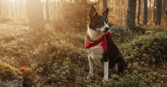 How to Choose a Quality Dog Supplement Without the Hype - Everwood Naturals