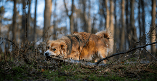Seasonal Allergies in Dogs and the Role of the Immune System - Everwood Naturals