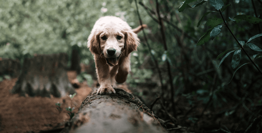 The Gut Immune Connection in Dogs and Why It Matters - Everwood Naturals