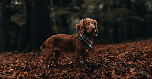 What Immunoglobulins Do for Dogs and Why They Matter - Everwood Naturals