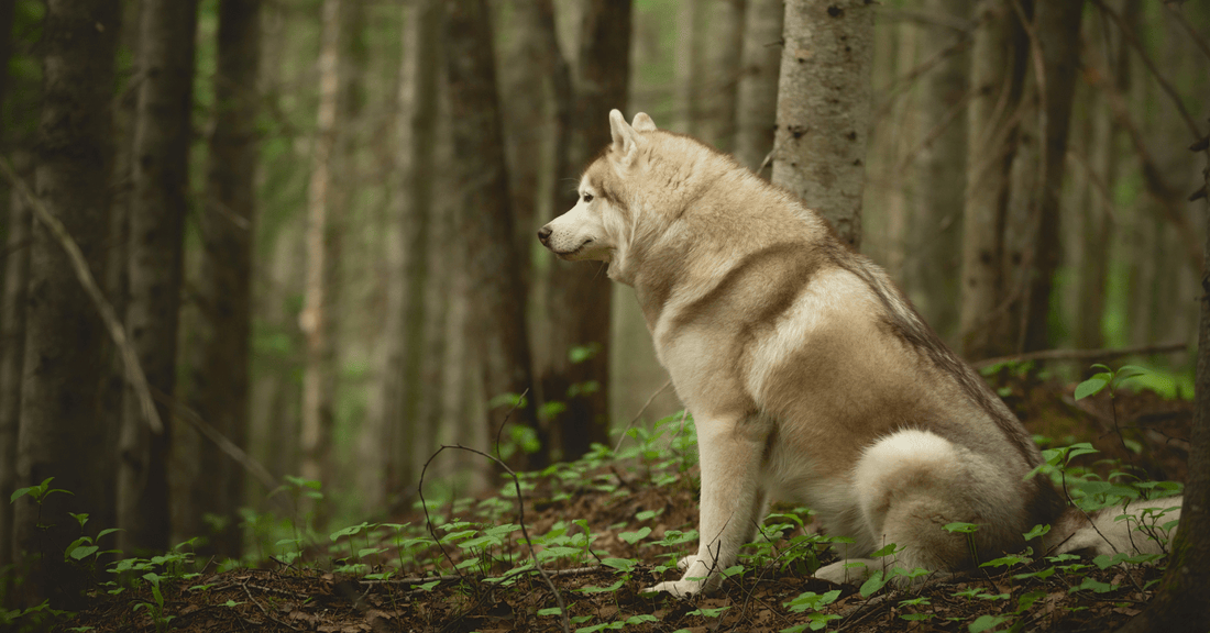 When Should You Consider a Supplement for Your Dog - Everwood Naturals