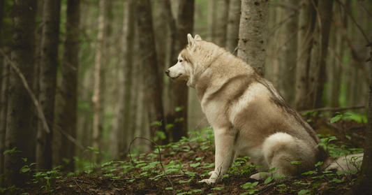 When Should You Consider a Supplement for Your Dog - Everwood Naturals