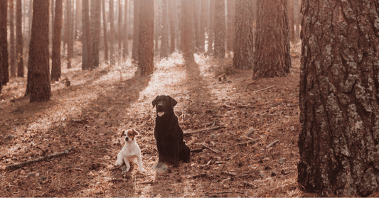 Why Some Dogs Struggle More During Allergy Season - Everwood Naturals