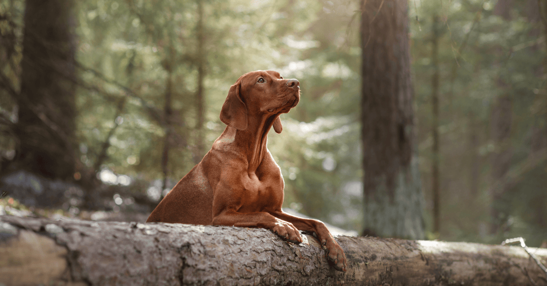 Yeast Derived Ingredients and Immune Support in Dogs - Everwood Naturals