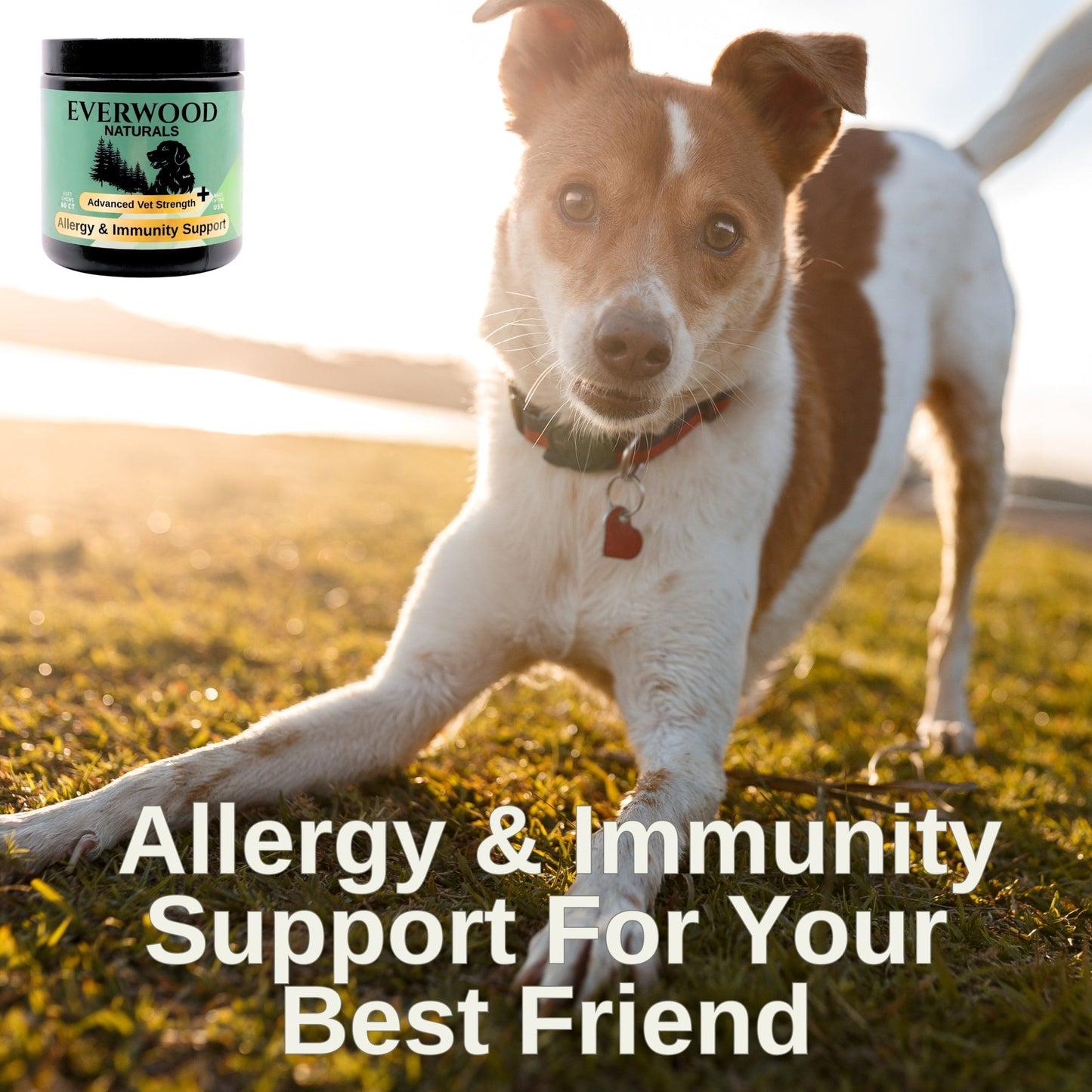Everwood Naturals Advanced Vet Strength Allergy & Immunity Dog Supplement Chews - Everwood Naturals