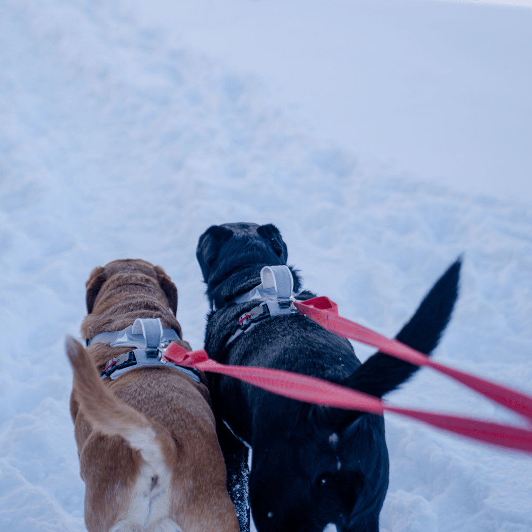 Magnetic Dog Harness - One - Hand Clip, No - Pull Design - Everwood Naturals