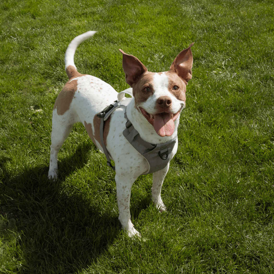 Magnetic Dog Harness - One - Hand Clip, No - Pull Design - Everwood Naturals