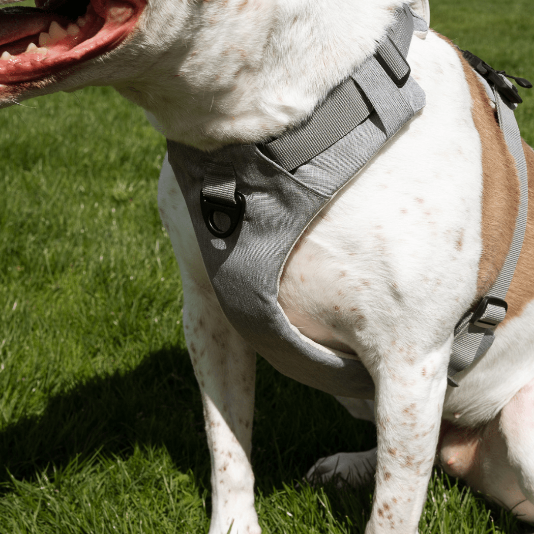 Magnetic Dog Harness - One - Hand Clip, No - Pull Design - Everwood Naturals