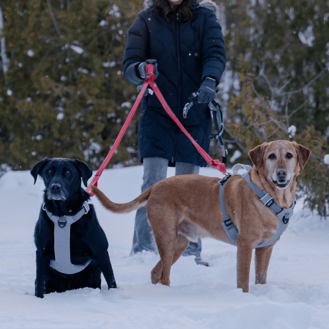 Magnetic Dog Harness - One - Hand Clip, No - Pull Design - Everwood Naturals