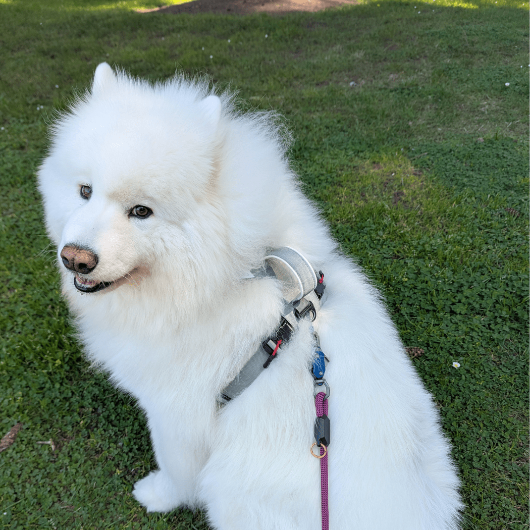 Magnetic Dog Harness - One - Hand Clip, No - Pull Design - Everwood Naturals