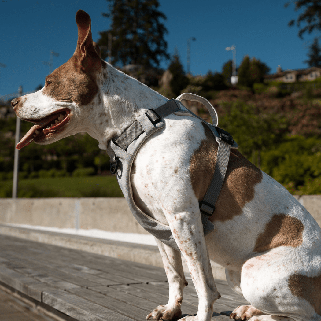 Magnetic Dog Harness - One - Hand Clip, No - Pull Design - Everwood Naturals