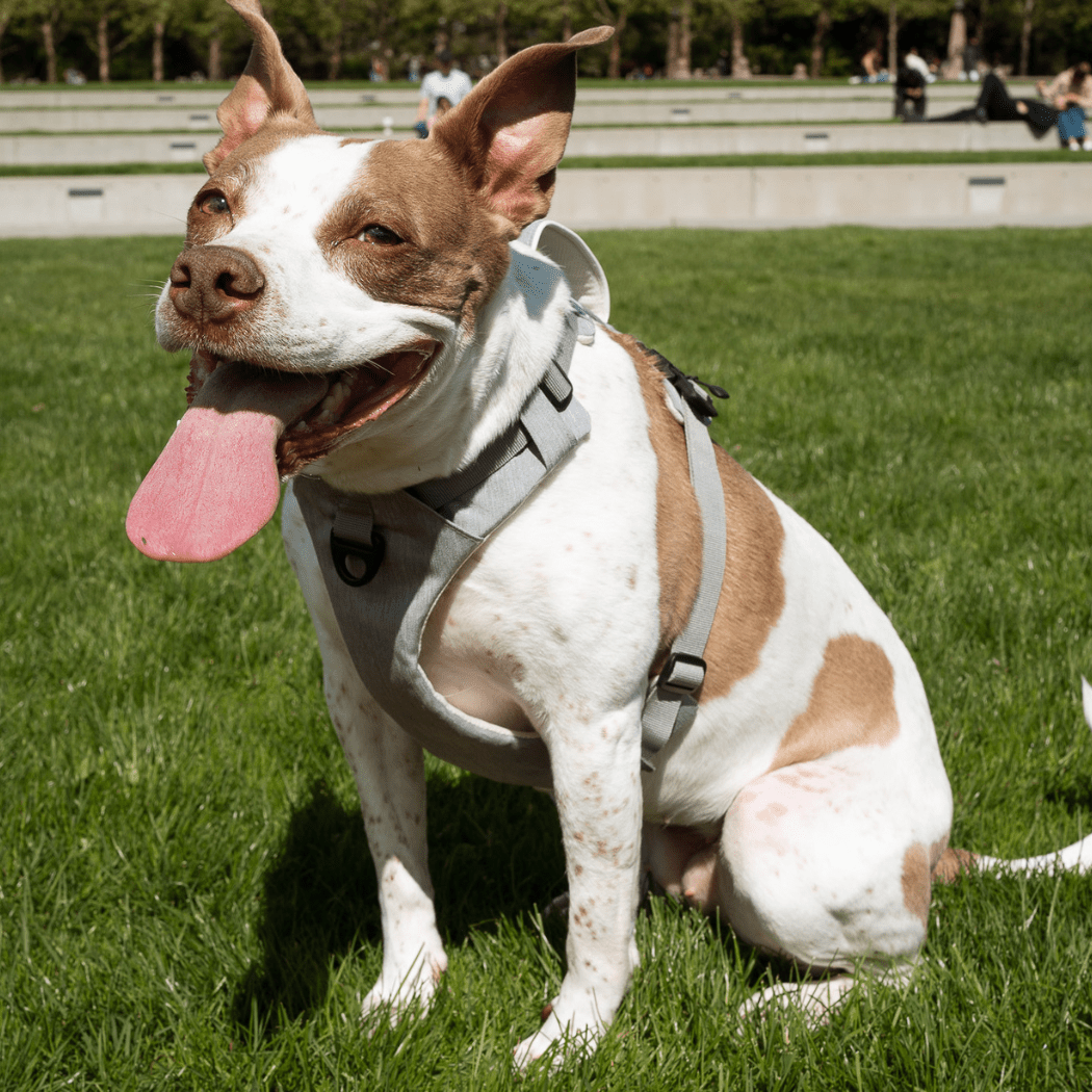 Magnetic Dog Harness - One - Hand Clip, No - Pull Design - Everwood Naturals