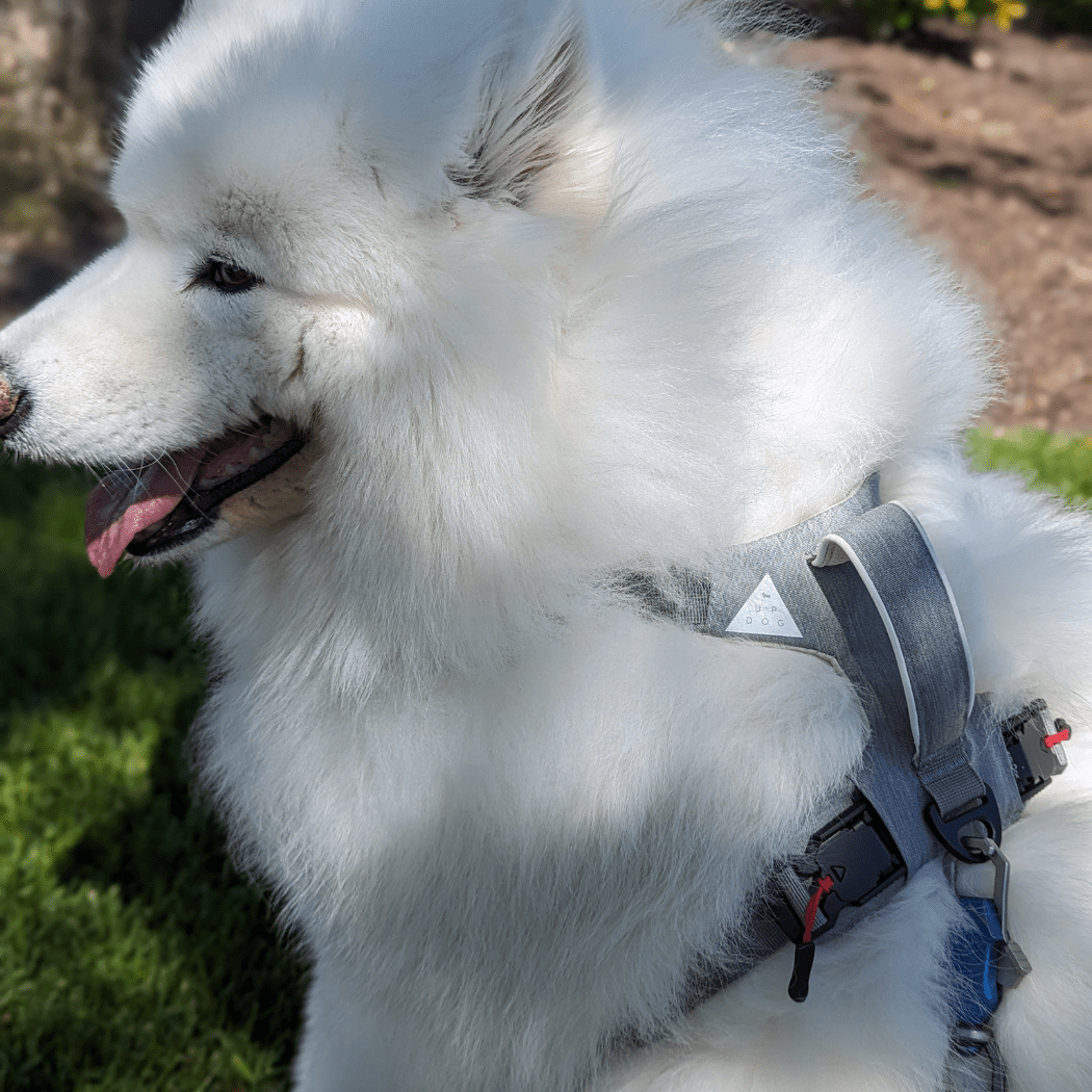 Magnetic Dog Harness - One - Hand Clip, No - Pull Design - Everwood Naturals