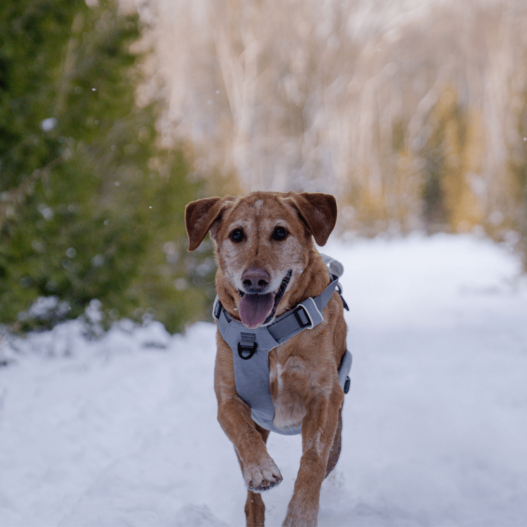 Magnetic Dog Harness - One - Hand Clip, No - Pull Design - Everwood Naturals
